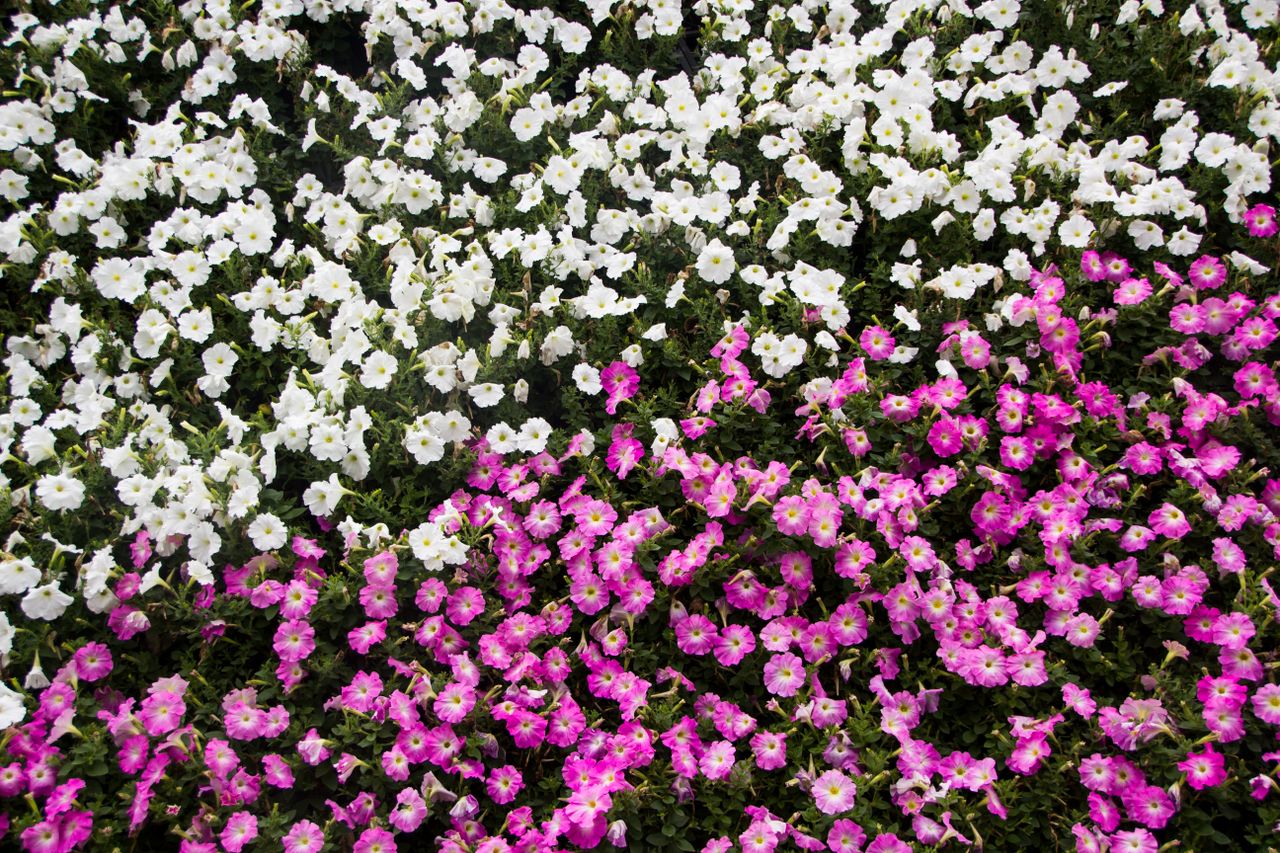 Blühendes Blumenbeet, gepflegt