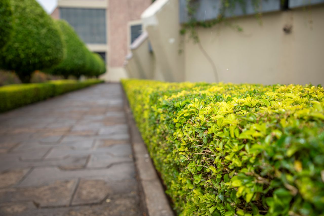 Sauber gestalteter Gartenweg mit Hecke