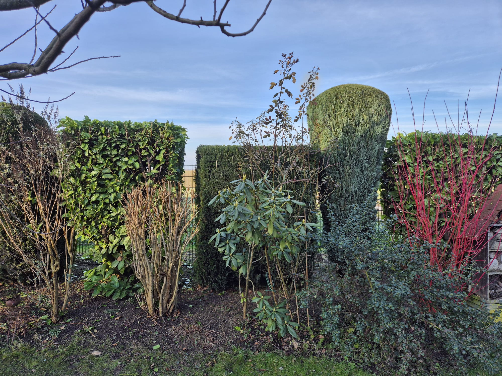 Gepflegte Hecke